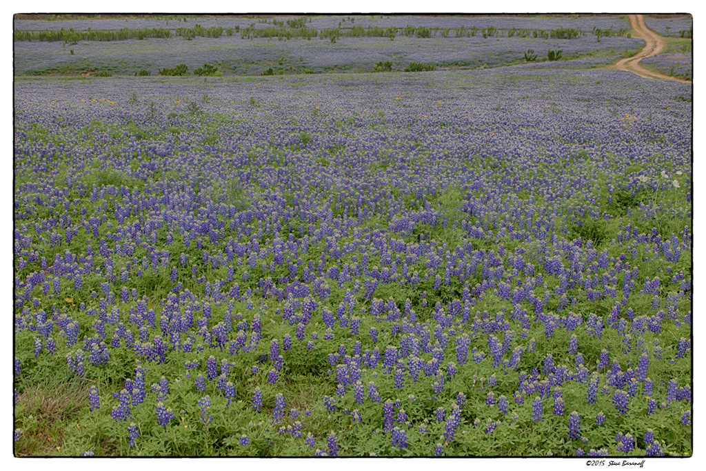 _5SB0256 bluebonnets at Muleshoe Bend.jpg